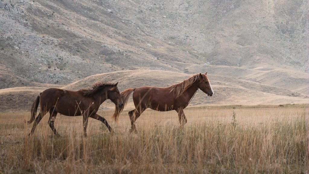 illusioni cadute, pensiero ristrutturato foto di ahmet yüksek da pixabay horses 9057950 1280
