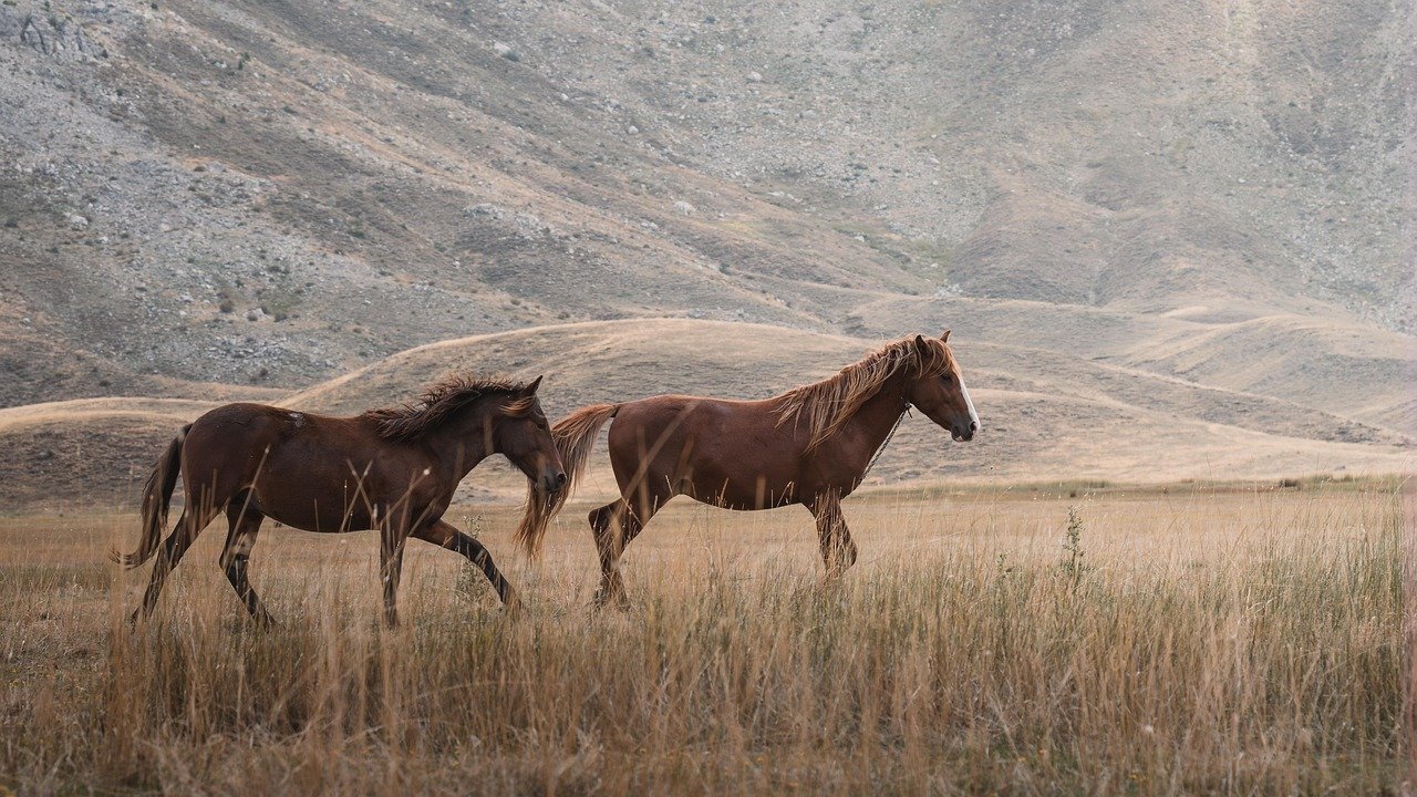 illusioni cadute, pensiero ristrutturato foto di ahmet yüksek da pixabay horses 9057950 1280