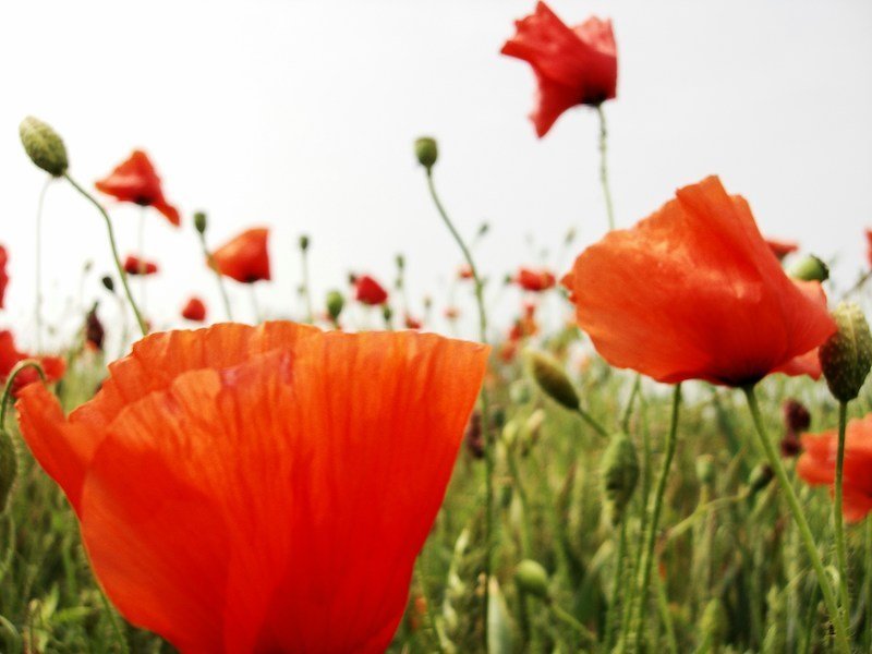 illusioni sconfitta claudia salamone n37ip8zclk0 unsplash