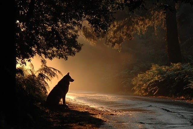 silenzio ritorno alle origini illusioni foto di dan reyes da pixabay dog 9737540 640