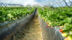 Media - Strage di Braccianti - Foto di Ramon Perucho da Pixabay - rperucho-strawberries-6006415_640
