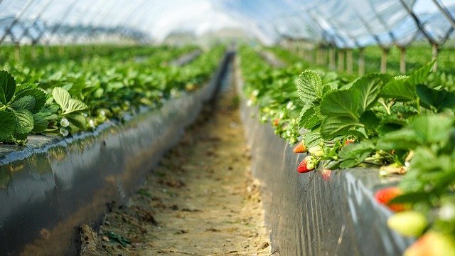 Media - Strage di Braccianti - Foto di Ramon Perucho da Pixabay - rperucho-strawberries-6006415_640